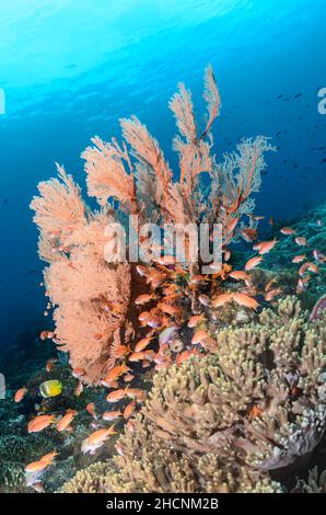 Una barriera corallina sana con un grande ventilatore del mare, Melithaea sp. E Scalefin anthias, Pseudanthias squamipinnis, Alor, Nusa Tenggara, Indonesia, Pacifico Foto Stock