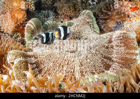 Anemonefish di saddleback, Amphiprion polymnus, sul tappeto di Haddon Anemone, Stichodactyla haddoni, Alor, Nusa Tenggara, Indonesia, Pacifico Foto Stock