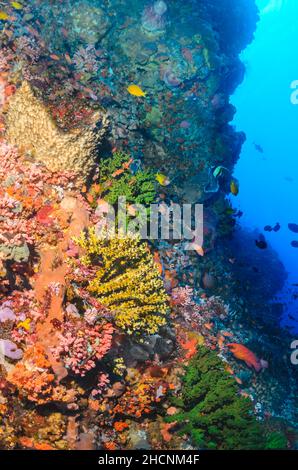 Scena della scogliera con corallo solare nero, Tubastraea micranthus, Alor, Nusa Tenggara, Indonesia, Pacifico Foto Stock