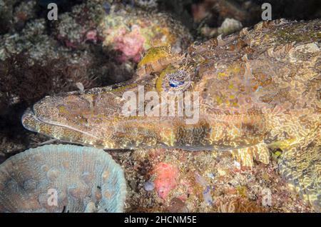 Crocodile Flathead, Cymbacephalus beauforti, Alor, Nusa Tenggara, Indonesia, Pacifico Foto Stock