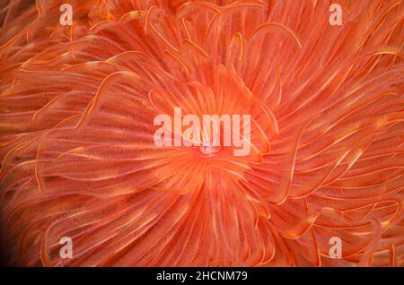 Magnificent Tube Worm, Protula magnifica, Alor, Nusa Tenggara, Indonesia, Pacifico Foto Stock