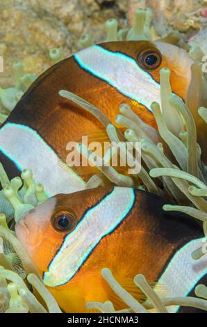 Anemonefish di Clark, Amphiprion clarkii, Alor, Nusa Tenggara, Indonesia, Pacifico Foto Stock