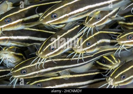 Pesci gatto con anguilla a strisce, Plotosus lineatus, Alor, Nusa Tenggara, Indonesia, Pacifico Foto Stock