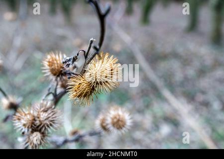 Teste di cardo morte di un cardo invernale (Cirsium vulgare) Foto Stock