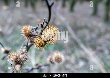 Teste di cardo morte di un cardo invernale (Cirsium vulgare) Foto Stock