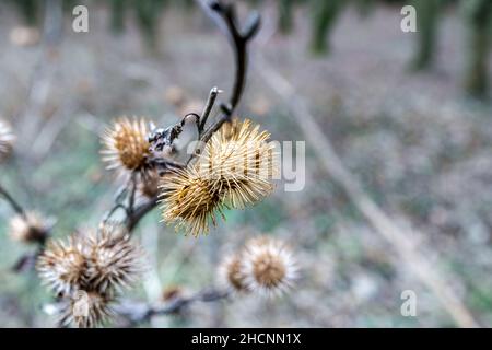 Teste di cardo morte di un cardo invernale (Cirsium vulgare) Foto Stock