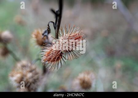 Teste di cardo morte di un cardo invernale (Cirsium vulgare) Foto Stock