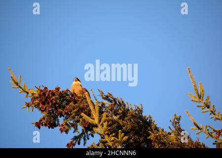 carancho cordillerano, ave de gran pico arroccato su un pino con il cielo blu sullo sfondo Foto Stock