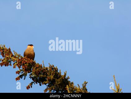 Uccello della Patagonia, carancho andino sulla cima di un pino osservando che cosa accade Foto Stock