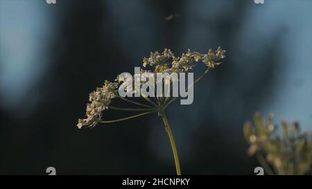 Primo piano di heracleum um sibiricum pianta circondata da molte mosche. Insetti che volano intorno all'erba e fiori di un campo estivo, naturale rurale di dosa Foto Stock