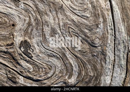 Modelli roteali su un pezzo di legno secco Foto Stock