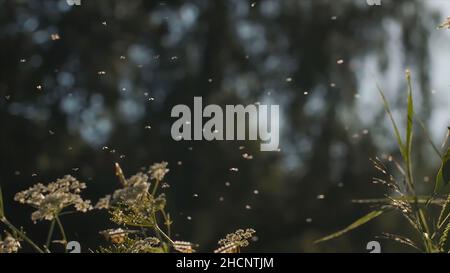 Primo piano di heracleum um sibiricum pianta circondata da molte mosche. Insetti che volano intorno all'erba e fiori di un campo estivo, naturale rurale di dosa Foto Stock