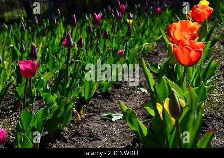 piantagione di tulipani arancioni e violetti. tulipani in fiore in patagonia argentina Foto Stock