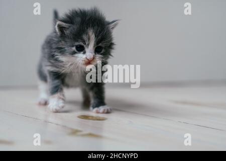 Piccolo carino gattino grigio e bianco cammina con cura su pavimento in legno. Animali domestici a casa Foto Stock