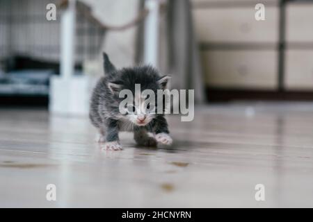 Piccolo carino gattino grigio e bianco cammina con cura su pavimento in legno. Animali domestici a casa Foto Stock
