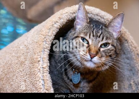 Issaquah, Washington, Stati Uniti. Topolino americano di dieci anni gatto corto-capelli, Topolino, peering fuori dal suo albero del gatto Foto Stock