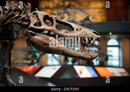 Il Museo di Storia Naturale nel centro di Los Angeles, California Foto Stock