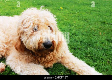 Goldendoodle che giace nell'erba Foto Stock