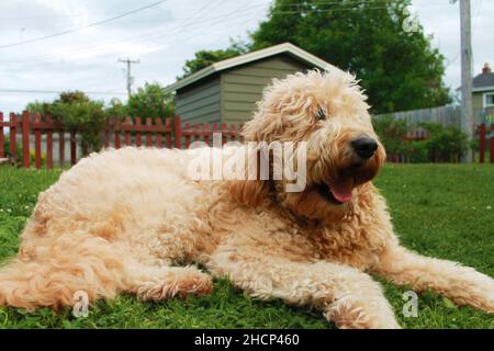 Goldendoodle che giace nell'erba Foto Stock