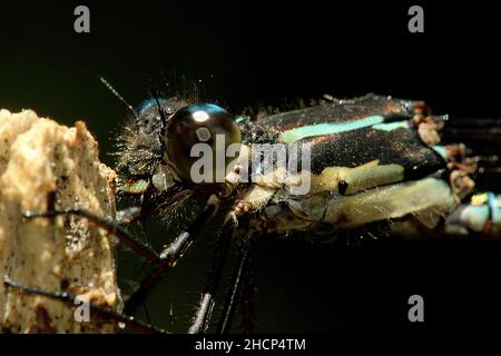 Macro di damselfly blu (Austrolestes colensonis) Foto Stock