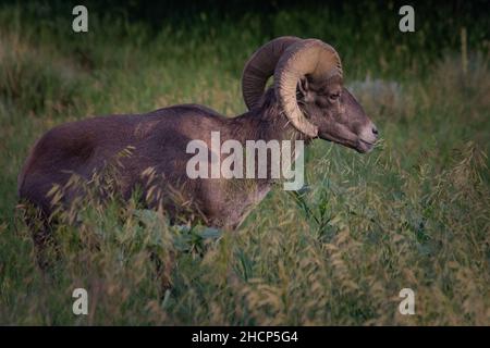 grande pecora di corno al giardino degli dei Foto Stock