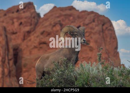 grande pecora di corno al giardino degli dei Foto Stock