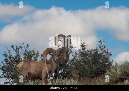 grande pecora di corno al giardino degli dei Foto Stock