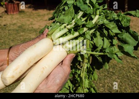 Donna che tiene fresco White Rasth radice verdure pucked raccolto con il suo mazzo di foglie. Verdure biologiche indiane fresche su gar fattoria Foto Stock