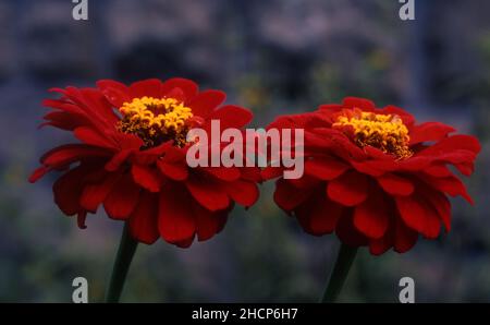 PRIMA PIANURA DEI FIORI ROSSO PROFONDO DI ZINNIA ELEGANS SIN ZINNIA VIOLACEA 'YOUTH & OLD AGE'. Foto Stock