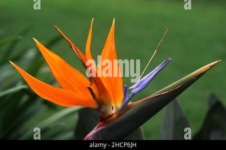 PRIMO PIANO DI UN UCCELLO DEL FIORE DEL PARADISO (STRELITZIA REGINAE) UNA PIANTA ESOTICA CHIAMATA ANCHE IL FIORE DELLA GRU O GRU LILY, NUOVO GALLES DEL SUD, AUSTRALIA. Foto Stock