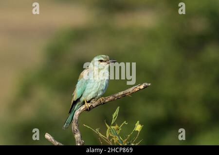 Rullo europeo su ramo di albero, Coracias garrulus, Kolhapur, Maharashtra, India Foto Stock