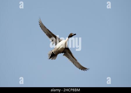 Pintail o Northern Pintail in volo, Anas acuta, Solapur, Maharashtra, india Foto Stock