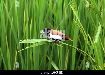 munia tricolore, Lonchura malacca, Kolhapur, Maharashtra, India Foto Stock