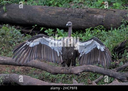 Avvoltoio a voce bianca, Gyps bengalensis, Kabini, Karnataka, India Foto Stock
