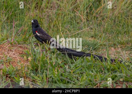 Widowbird a coda lunga - fluttuante nel vento Foto Stock