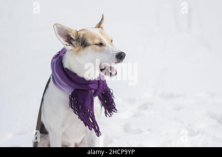 Bel ritratto all'aperto di cane bianco di razza mista yawning mentre si siede su una neve in inverno giorno di sole Foto Stock