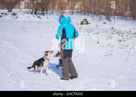 Master femminile che gioca con razza mista nera e cane basenji in campagna durante la stagione invernale Foto Stock