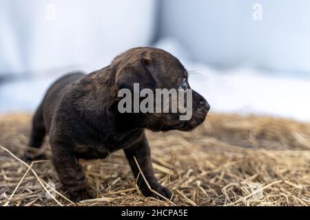 Una brindle di un mese Jack Russell si trova su un pacco di fieno. Fuori per la prima volta, temi animali, fuoco selettivo, sfocatura. Foto Stock