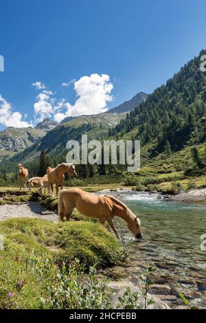 Mandria di cavalli che guadano il fiume Chiese nel Parco Nazionale dell'Adamello Brenta. Trentino Alto Adige, Italia, Europa. Foto Stock