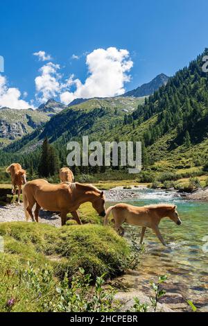 Mandria di cavalli che guadano il fiume Chiese nel Parco Nazionale dell'Adamello Brenta. Trentino Alto Adige, Italia, Europa. Foto Stock