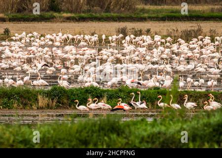 Un grande gregge di fenicotteri più grandi (Fenicotterus roseus) si nutre di alcune risaie nei pressi della città portoghese di Coimbra. Foto Stock