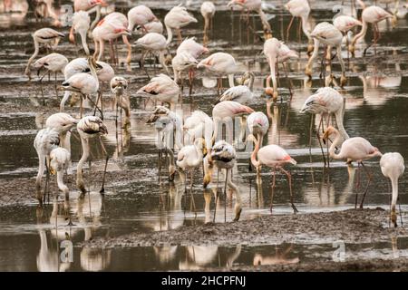 Un grande gregge di fenicotteri più grandi (Fenicotterus roseus) si nutre di alcune risaie nei pressi della città portoghese di Coimbra. Foto Stock