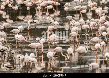 Un grande gregge di fenicotteri più grandi (Fenicotterus roseus) si nutre di alcune risaie nei pressi della città portoghese di Coimbra. Foto Stock