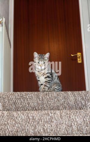 Un gattino di sei mesi seduto sul gradino superiore di una rampa di scale Foto Stock