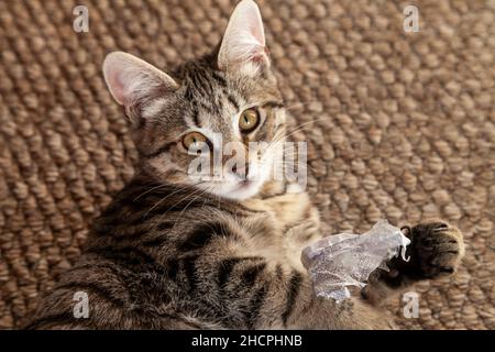 Un gattino di sei mesi sdraiato sul tappeto con un pezzo di carta in essa è zampa Foto Stock