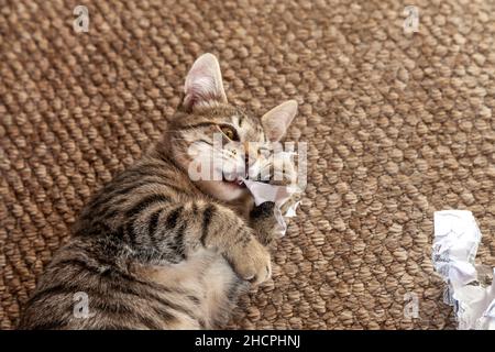 Un gattino carino che si trova sulla schiena e mordere un pezzo di carta Foto Stock