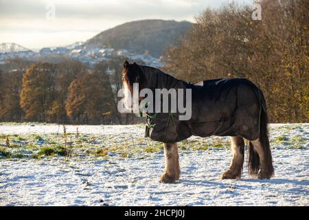 Cavallo in un campo con coperta di cavallo per mantenere caldo In inverno freddo Foto Stock