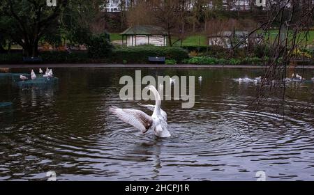 Brighton UK 31st Dicembre 2021 - Un cigno decilla dal Queens Park stagno a Brighton su una mattinata noiosa come estremamente mite ma il tempo overcast è previsto per il nuovo anno in Gran Bretagna: Credit Simon Dack / Alamy Live News Foto Stock