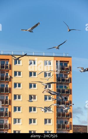Gabbiani che volano di fronte ad un blocco torre sul lungomare di Kirkcaldy Foto Stock