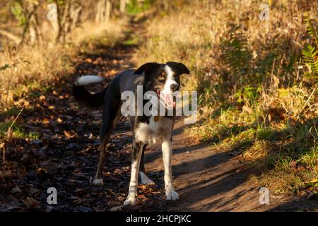 Un cane di razza mista con un sacco di collie di confine in lui in attesa di un bastone per essere gettato. Foto Stock